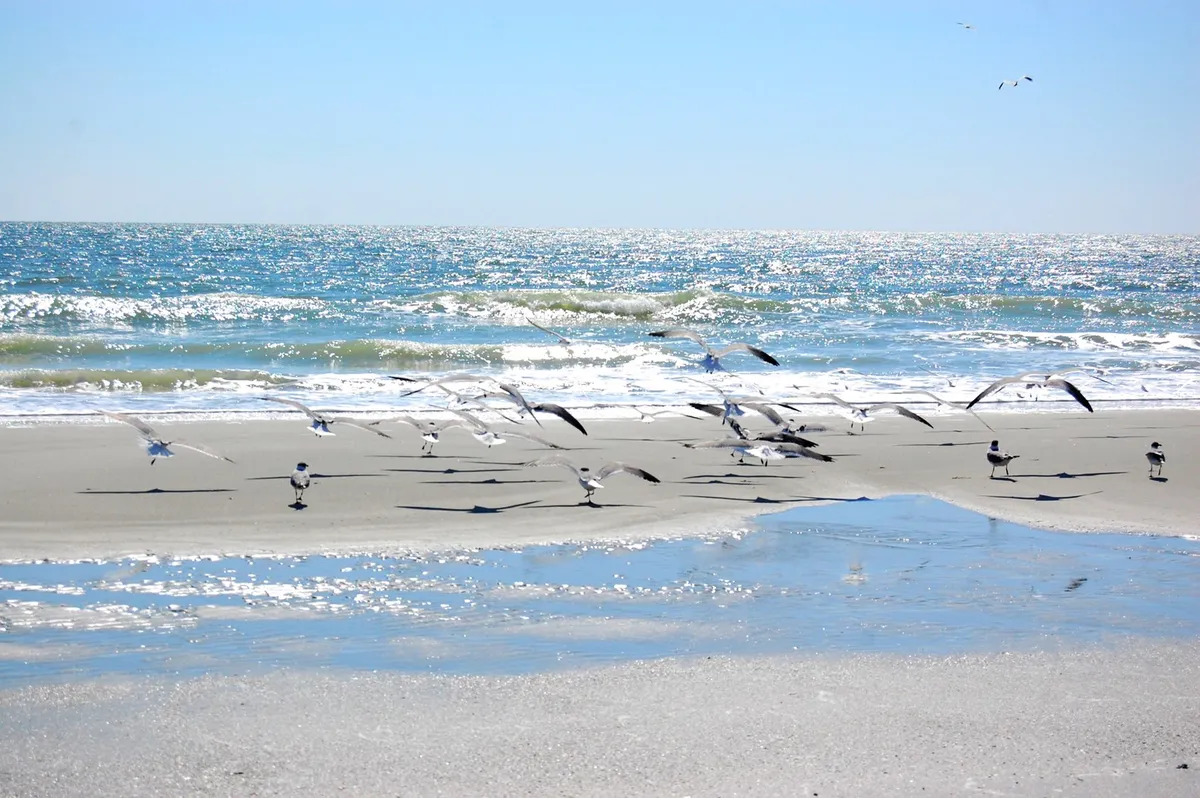This image captures a tranquil stretch of sandy beach with gentle waves lapping at the shore, seagulls flying overhead, and golden sand reflecting the sunlight. The wide-open space and water reflections evoke the inviting atmosphere of Myrtle Beach just steps from the property.